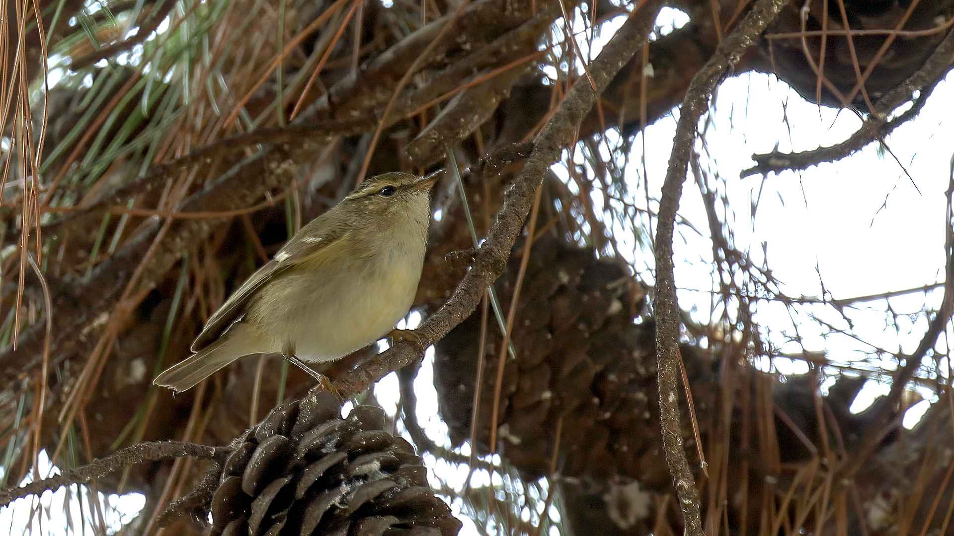 Hume's Warbler